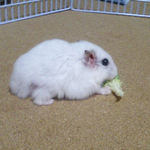 ブロッコリーを食べるアイ