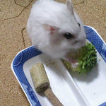 ブロッコリーを食べるましろ