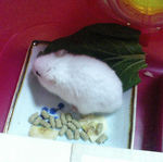 小松菜に食いつくアイ