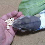 コメコメポップを受け取るコーキ