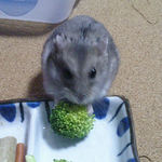 ブロッコリーを食べるコーキ