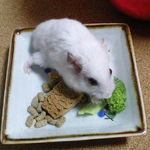 ブロッコリーを食べるアイ