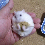 粟の穂で腹出し食いのましろ