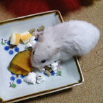 かぼちゃを食べるアイ