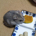 かぼちゃを食べるコーキ