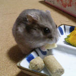 チーズを食べるコーキです。