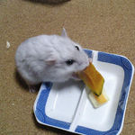 かぼちゃを食べるましろ