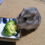 ブロッコリーを食べるコーキ