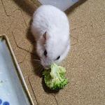 ブロッコリーを食べるアイ