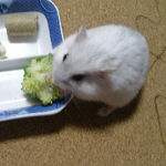 ブロッコリーを食べるましろ