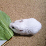 小松菜を食べるアイ