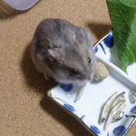 煮干を食べるコーキ