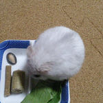 すいかの種に気に示すましろ