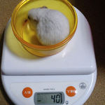 アイは体重が減りました