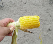 きれいに蒸されたとうもろこし