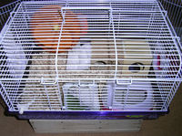 アイはケージの引越し