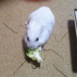 ブロッコリーを食べるアイ