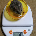 コーキは先週から体重減少です