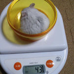 ましろは少し体重増加です