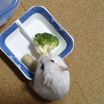 ブロッコリーを食べるましろ