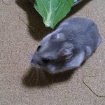 こちらを向くコーキ