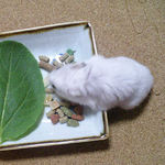 乾燥パパイヤを食べるアイ