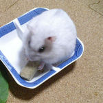 デカペレに食いつくましろ