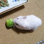 ブロッコリーを食べるアイ