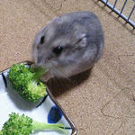 ブロッコリーを食べるコーキ