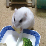 バナナチップを食べるましろ