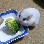 ブロッコリーを食べるましろ
