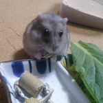 煮干を食べるコーキです。