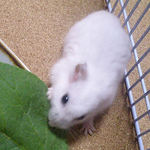 小松菜を食べるアイ