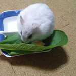 チーズを食べるましろ