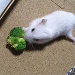 ブロッコリーを食べるアイです