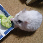 ブロッコリーを食べるましろ