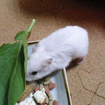 かじりんぼーを食べるアイ