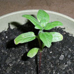 ユウキのひまわり