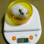 アイは体重が減っていました