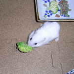 ブロッコリーを食べるアイ