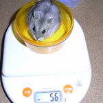 コーキは体重減少です