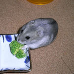 ブロッコリーを食べるコーキ