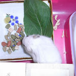 エサ皿を物色中のアイ