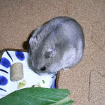 乾燥キャベツを食べるコーキ