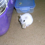 デカペレを食べるましろ