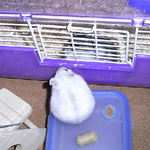 コーキとましろ