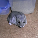 こちらをみてるコーキ