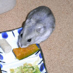 かぼちゃを食べるコーキ