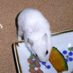 かぼちゃを食べるアイ