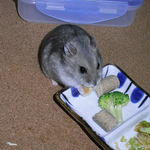 ハム用チーズを食べるコーキ